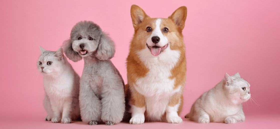 犬と猫の画像